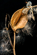 Seedpods V